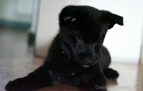 Norwegian Elkhound Puppy