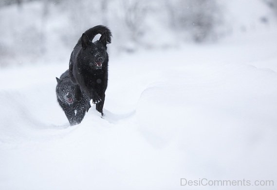 Norwegian Elkhound Running On Snow