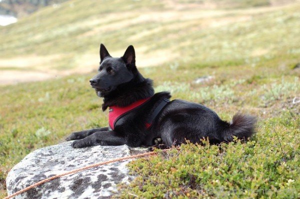 Norwegian Moose Dog