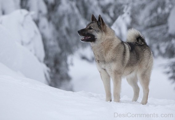 Norwegian Moose Dog Image