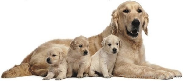 One Big Dog And Three Little Puppies