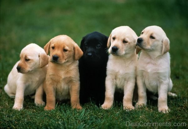 One Black One Brown And Three Off White Puppies