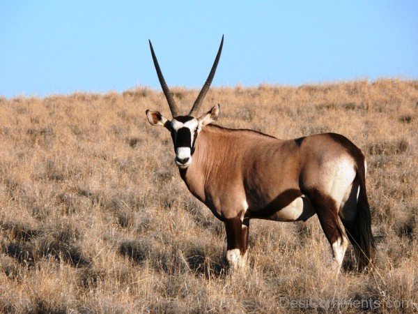 Oryx Animal Image-adb107desicomm07