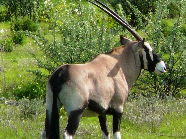 Oryx Animal-adb108desicomm08