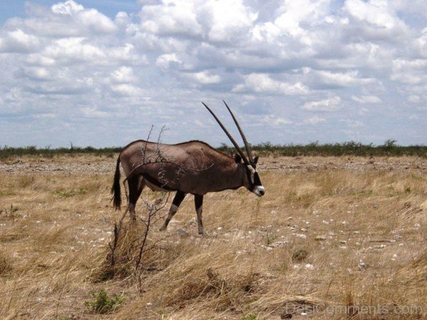 Oryx In Dry Place-adb112desicomm12