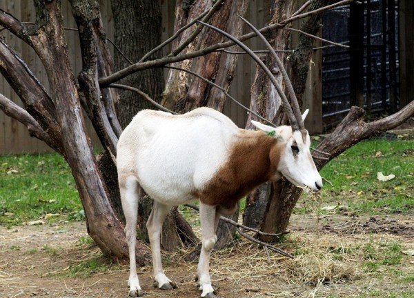 Oryx In Zoo-adb114desicomm14