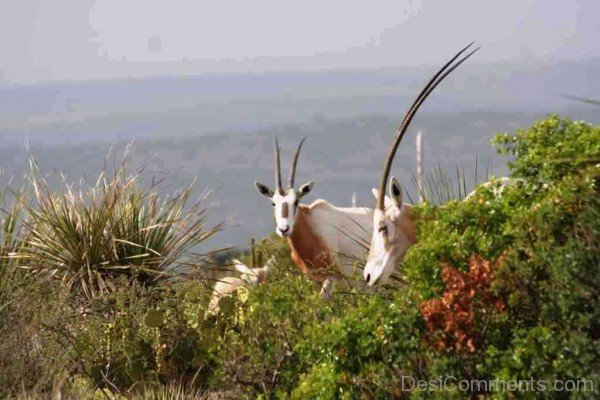 Oryx On Hill-adb115desicomm15