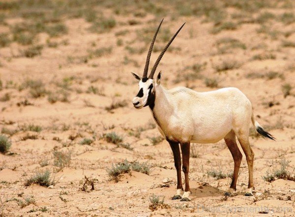 Oryx On Sand-adb116desicomm16