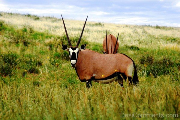Oryx Picture-adb118desicomm18