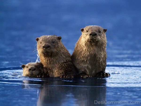 Otter Family-db003