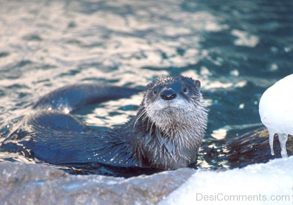 Otter In Icy Water