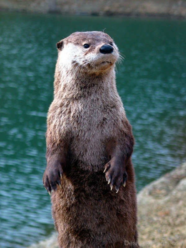 Otter Near Lake-db007