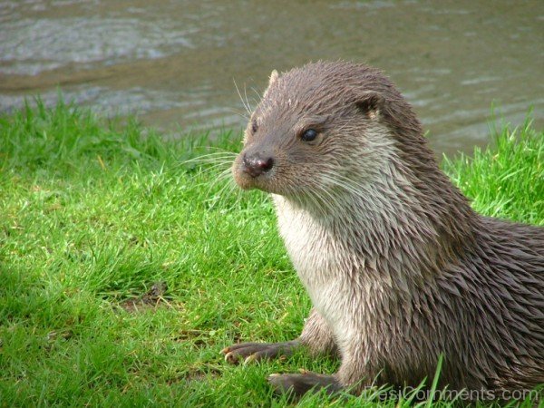 Otter On Grass-db008