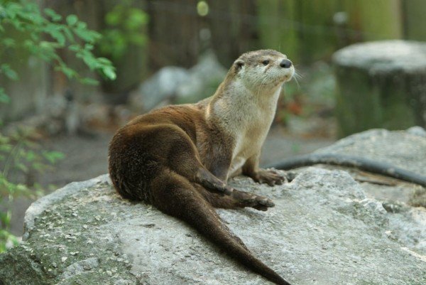 Otter On Rock-db009