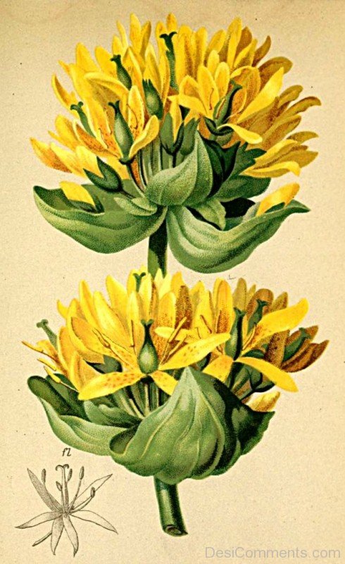 Painting Of Giant Yellow Gentian Flowers-jha323D9DC13