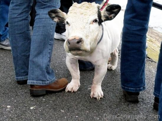 Petbull Cow