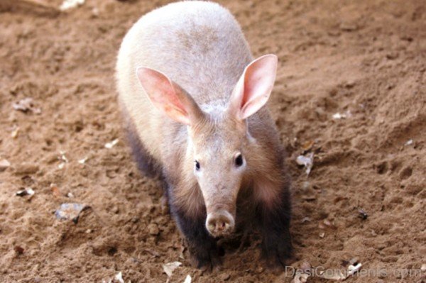 Photo Of Aardvark-dc1228