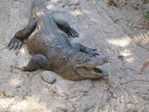 Photo Of Alligator On Sand-db052