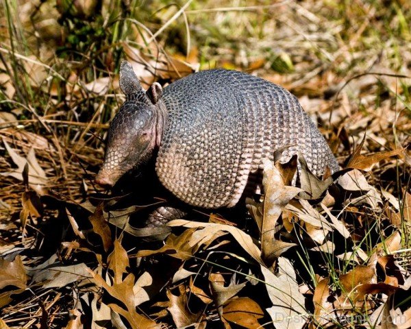 Photo Of Armadillo-db040