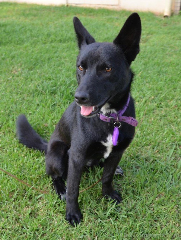 Photo Of Australian Kelpie Dog-ADB65DB42DC0DC42