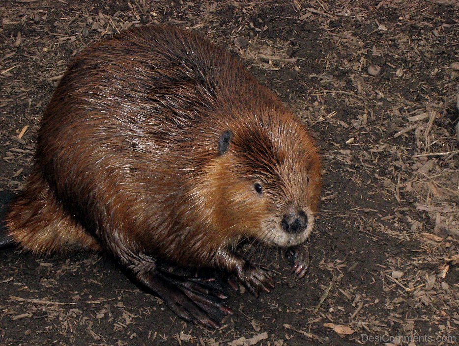 Young Hairy Beaver 