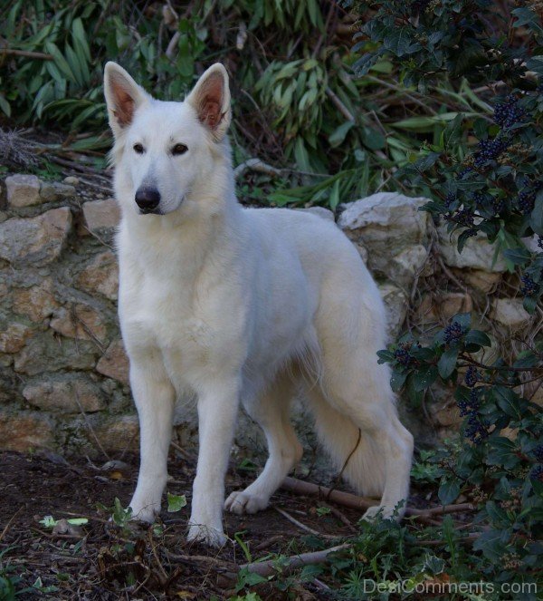 Photo Of Berger Blanc Suisse-ADB96392DC90DC92