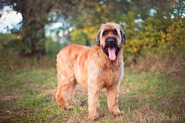 Photo Of Briard Dog-id055