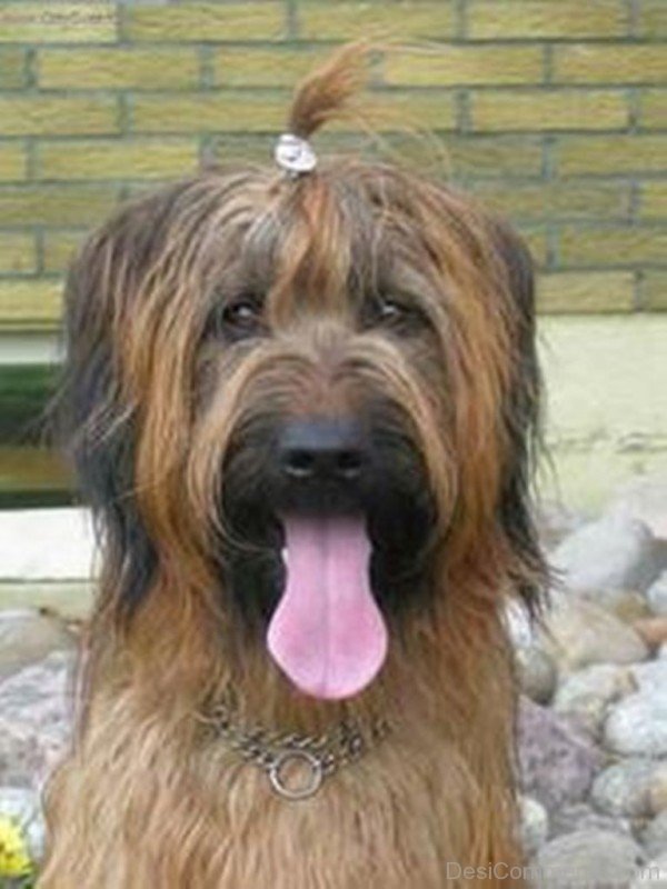 Photo Of Briard-id056