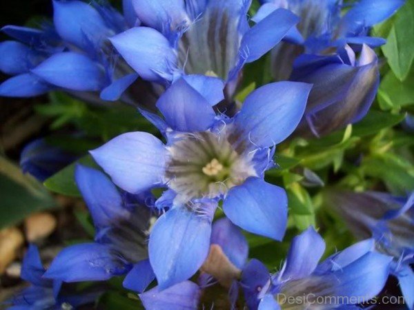 Photo Of Crested Gentian-hgr425DC0006