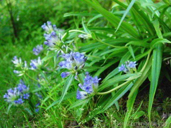 Photo Of Dahurian Gentian Flowers-kyu724DC0DEsi11
