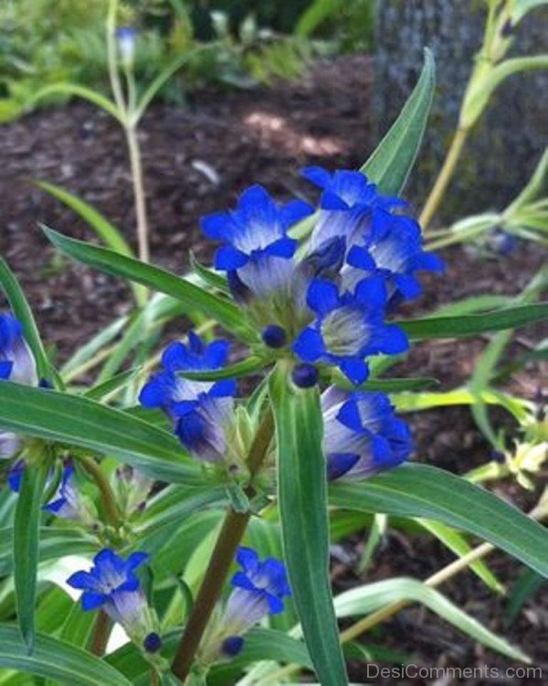 Photo Of Dahurian Gentian