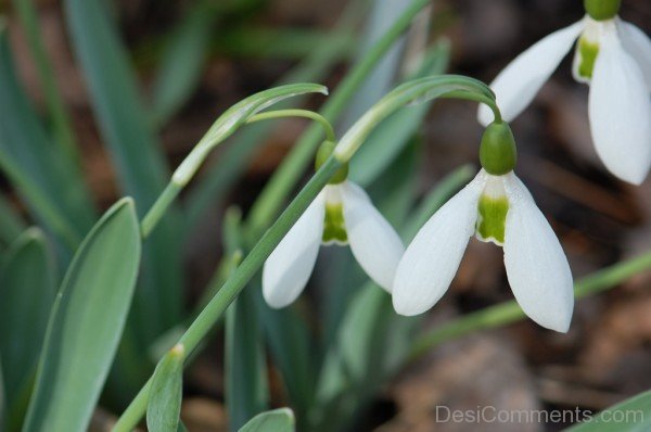 Photo Of Elwes's Snowdrop Flowers-dft524DEsi030