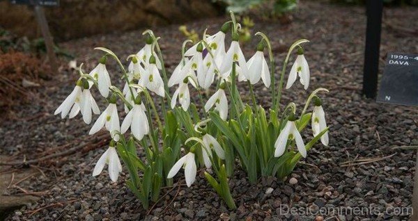 Photo Of Elwes’s Snowdrop