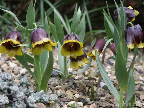 Photo Of Fritillaria Michailovskyl Flowers-yup825DCop22