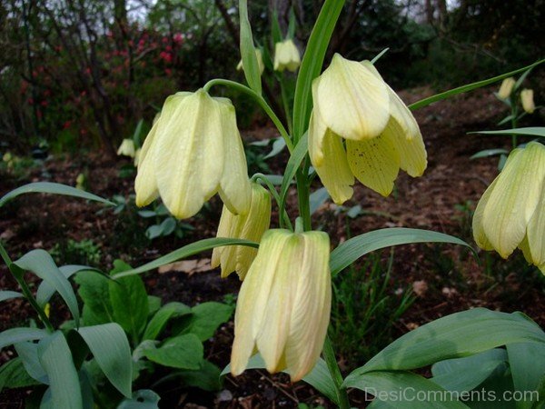 Photo Of Fritillaria Pallidiflora Flowers-fgt625DC00DC017