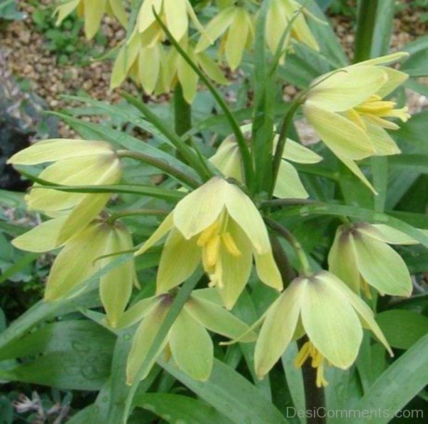 Photo Of Fritillaria Raddeana Flowersjhy623DC0406