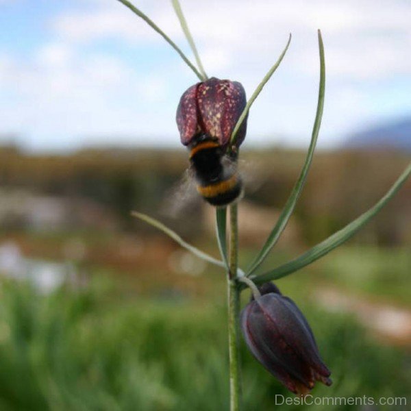 Photo Of Fritillaria Ruthenica Flowers-kju616DC0001