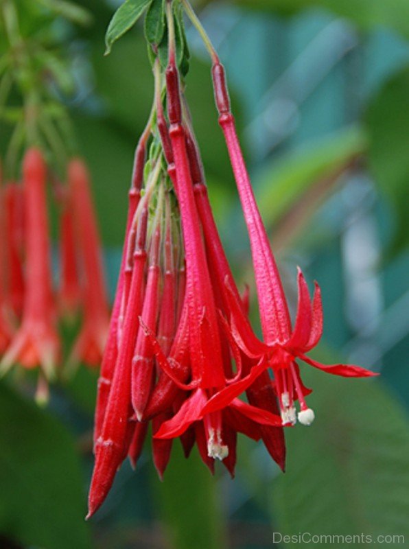 Photo Of Fuchsia Boliviana Flowers-bgh5623DCDESI27