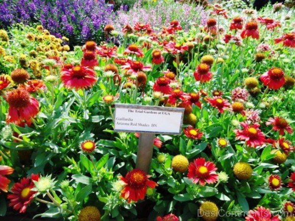 Photo Of Gaillardia Arizona Flowers-tgb522DC0220