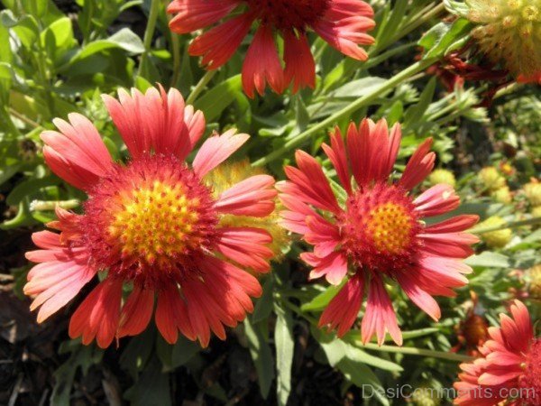 Photo Of Gaillardia Arizona-tgb523DC0217