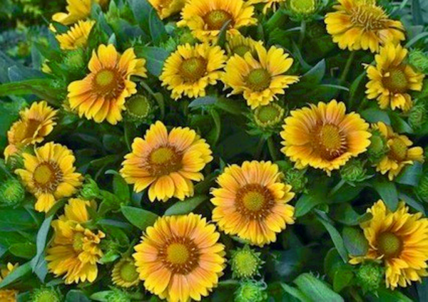 Photo Of Gaillardia X Grandiflora Flowers-lkg125DCDEsi30