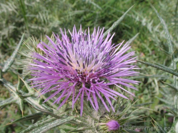 Photo Of Galactites Tomentosa Flower-tub2324DC0717