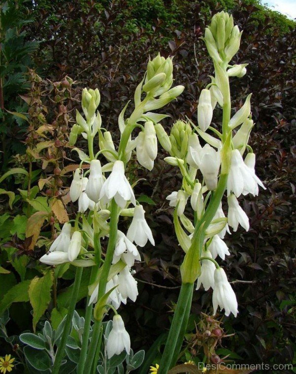 Photo Of Galtonai Candicans Flowers