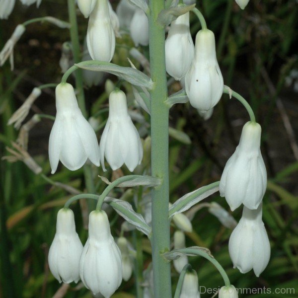 Photo Of Galtonai Candicans