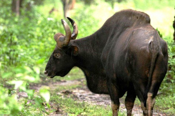 Photo Of Gaur-pkjmlk2336