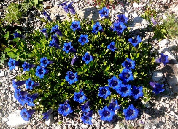 Photo Of Gentiana Acaulis Flowers-yui826DC12329