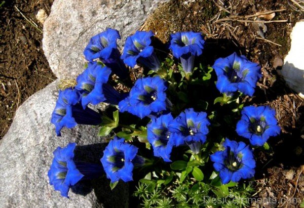 Photo Of Gentiana Acaulis-yui827DC12314