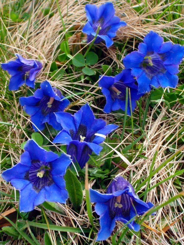 Photo Of Gentiana Clusii Flowers-YUP926DC9827