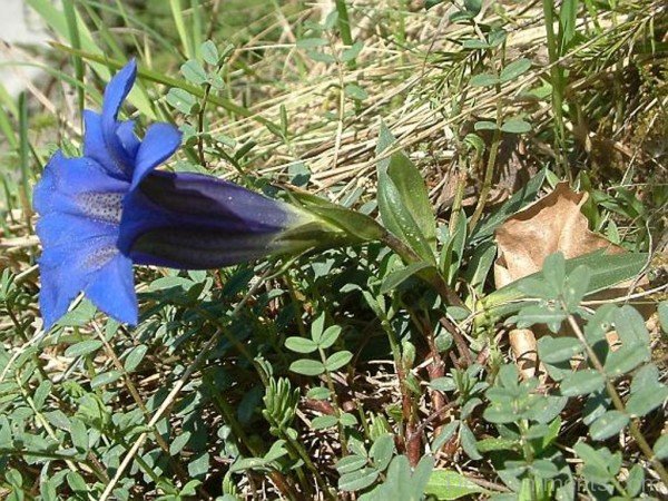 Photo Of Gentiana Clusii-YUP927DC9819