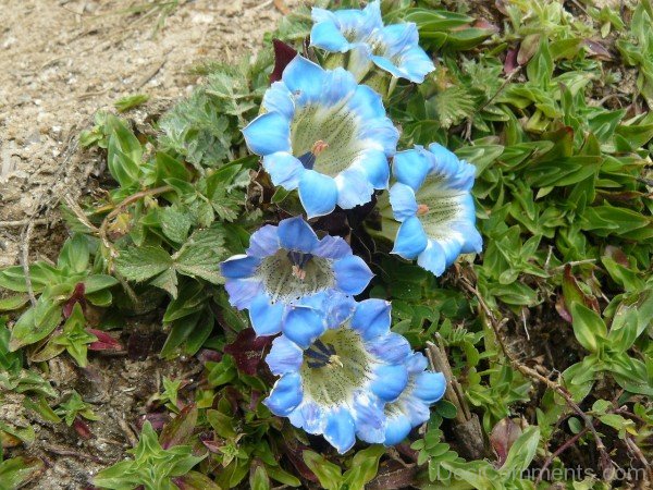 Photo Of Gentiana Depressa FlowersDCbbDC12